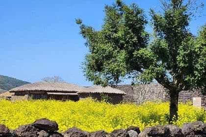 Jeju EAST Canola Flower Festival Tour with UNESCO