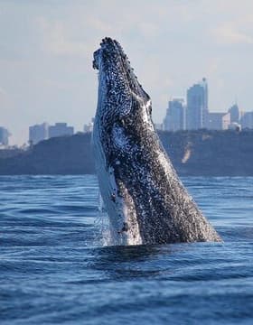 Sydney Whale Watching Adventure Cruise