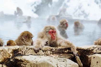 Myoko and Madarao Day Tour Snow Monkeys, Zenkoji and Sake