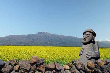 Jeju West and South Canola Flower Guided Tour