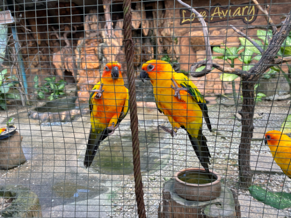 Drop off at Kuala Lumpur Bird Park