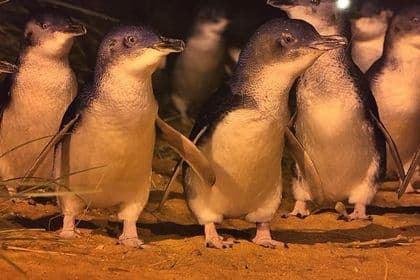 Private Penguin Tour includes Tour Guide & Penguin Plus Tickets