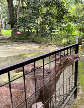 Kuala Gandah Elephant Sanctuary Tour - (SIC - Join In Tour) 