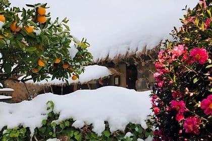Jeju EAST Winter Snow, Camellia, Mandarin Picking 1day Tour