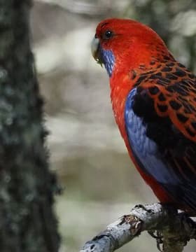 Sydney Wildlife Safari