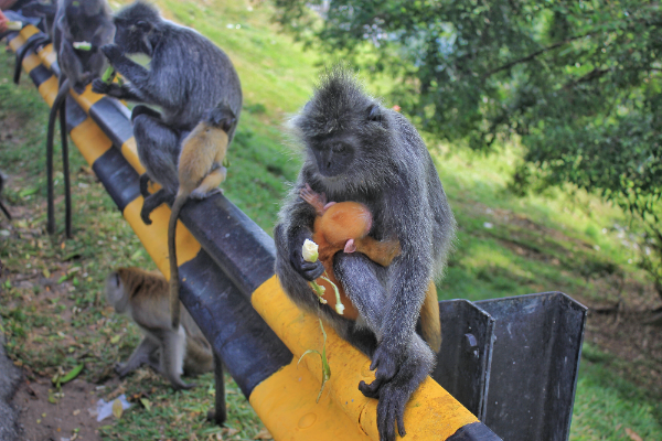 17:00pm arrive at Kota Melawati (formerly known as Fort Altingsburg)