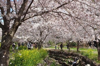 2025 JEJU Cherry Blossom West&South Full Day Tour with UNESCO
