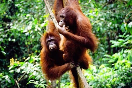 board the ferry boat heading to the Orang Utan Island