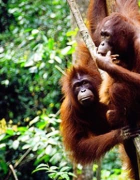 Bukit Merah Orang Utan Day Tour (SIC - Join In Tour)
