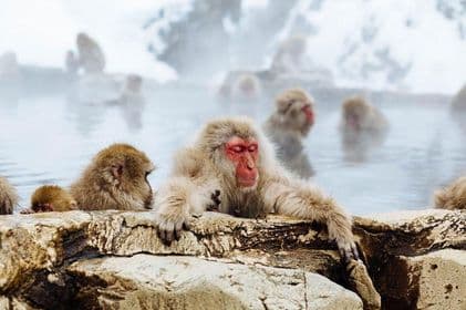1-Day Winter Tour From Nozawa Onsen: Snow Monkeys, Zenko-ji Temple & Sake