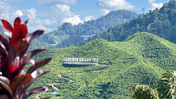 Visit Tea Plantation @ Cameron Valley(2) tea house 