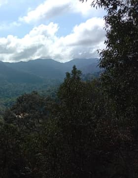 Taman Negara National Park Trekking Day trip (SIC - Join In Tour)