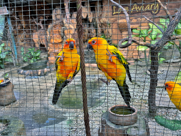 11:15 AM  Visit KL Bird Park