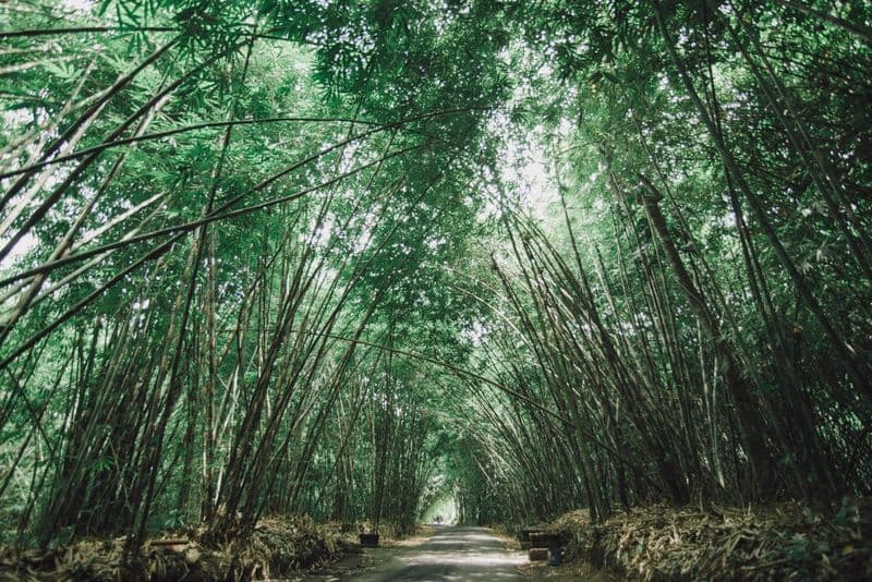 Penglipuran Bamboo Forest