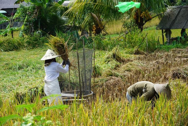 Kajeng Rice Field