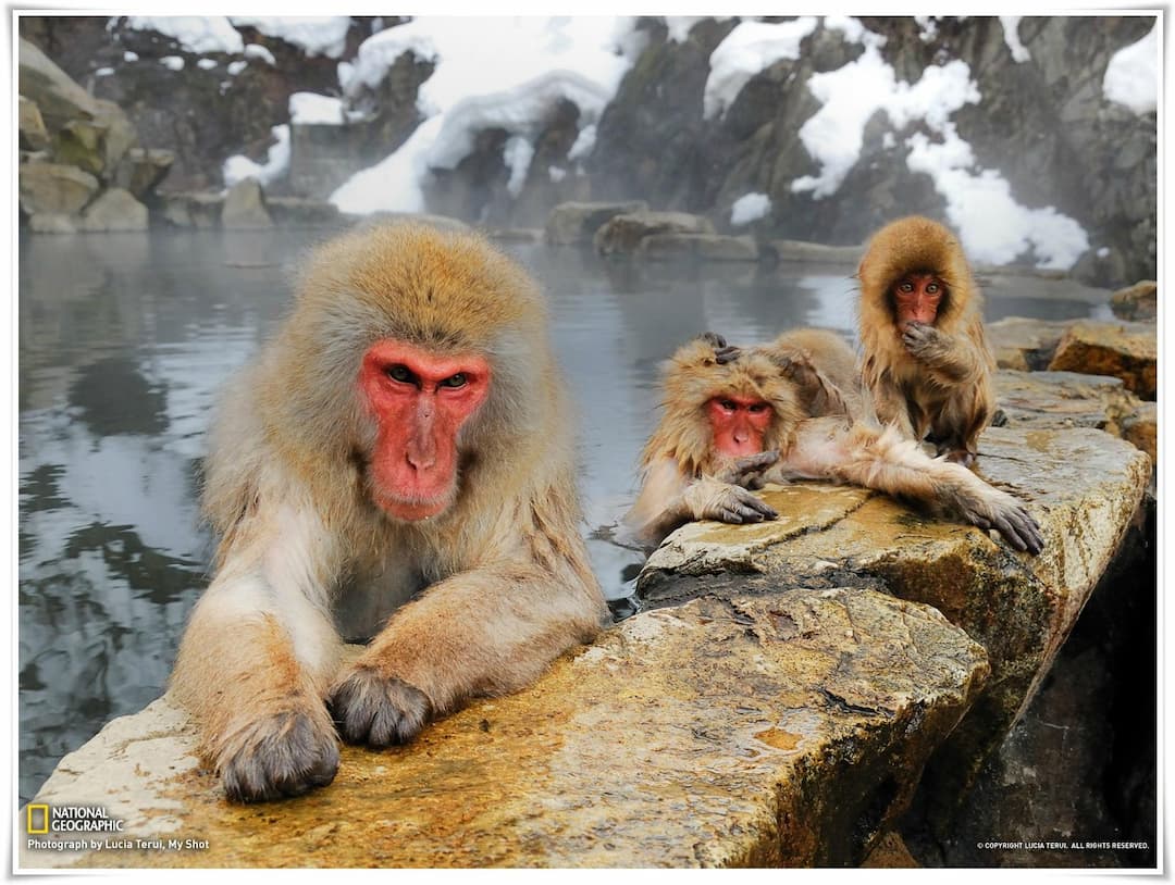 Jigokudani Snow Monkey Park
