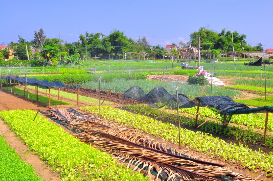 Tra Que Vegetable Village
