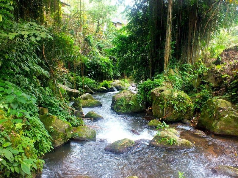Rice Terrace Trekking & Swing Uma Ceking