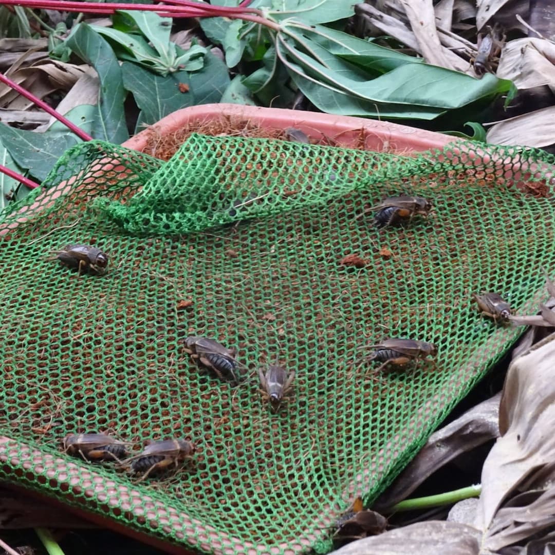Thien An Cricket Farm