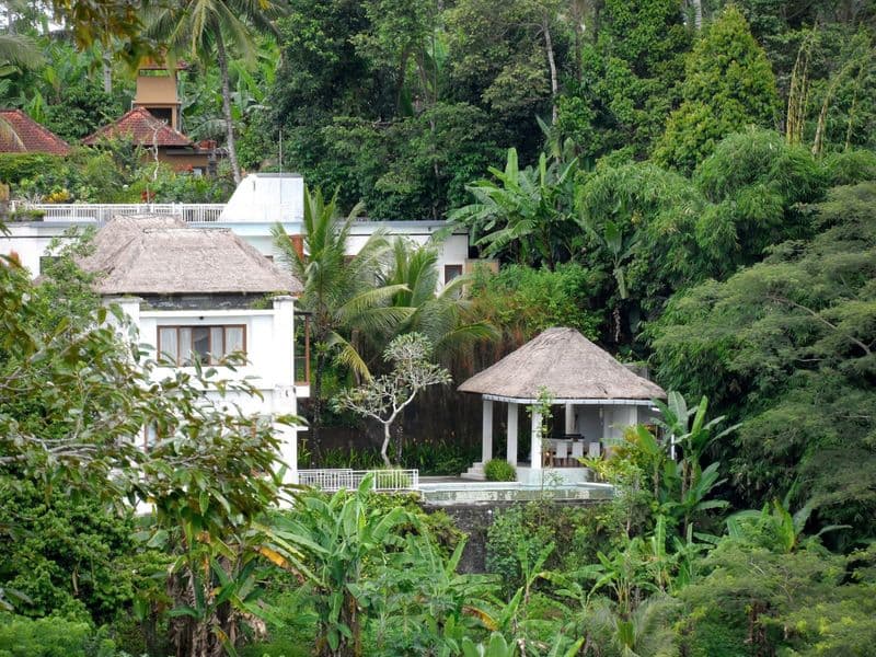 Luwak Civet Coffee Farm