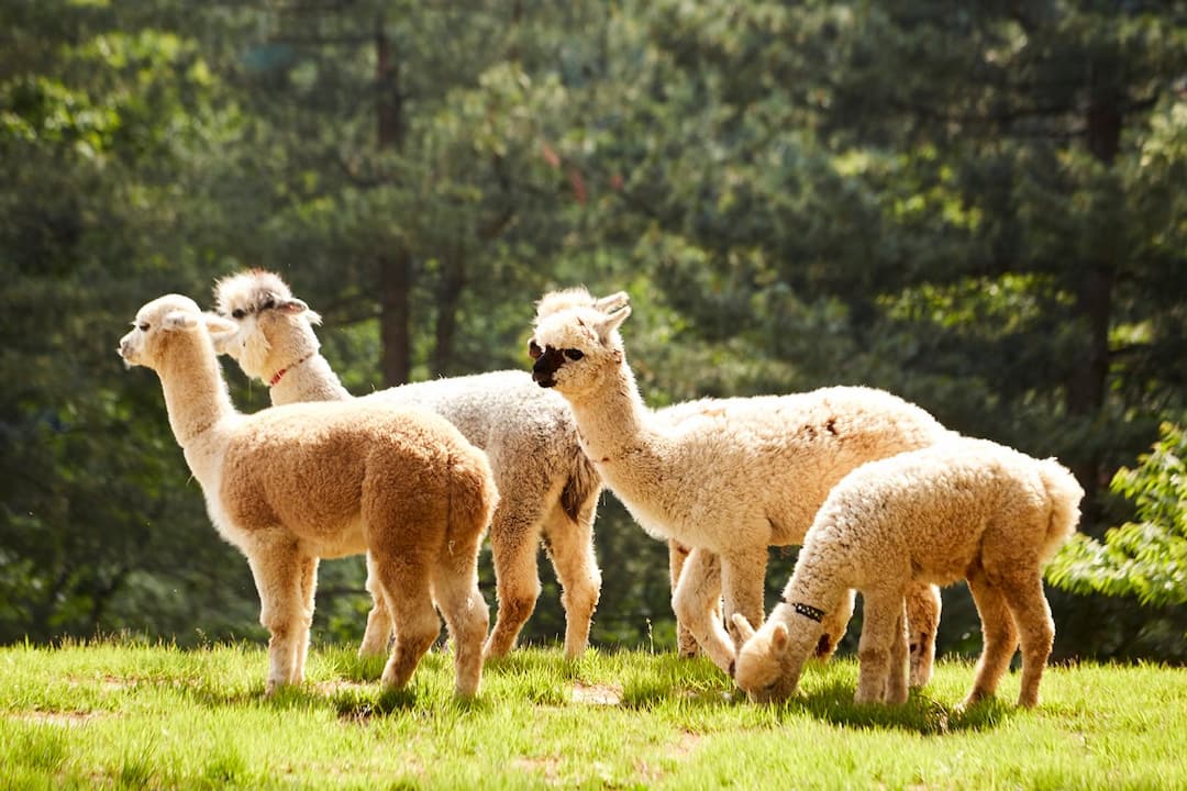 Alpaca World
