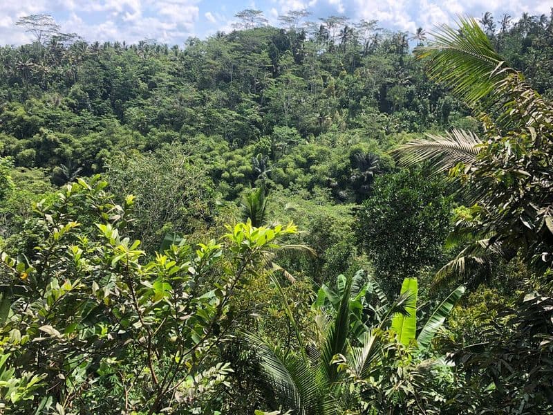 Agro Santi Coffee Plantation