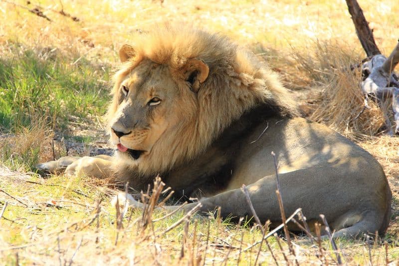 Drakenstein Lion Park