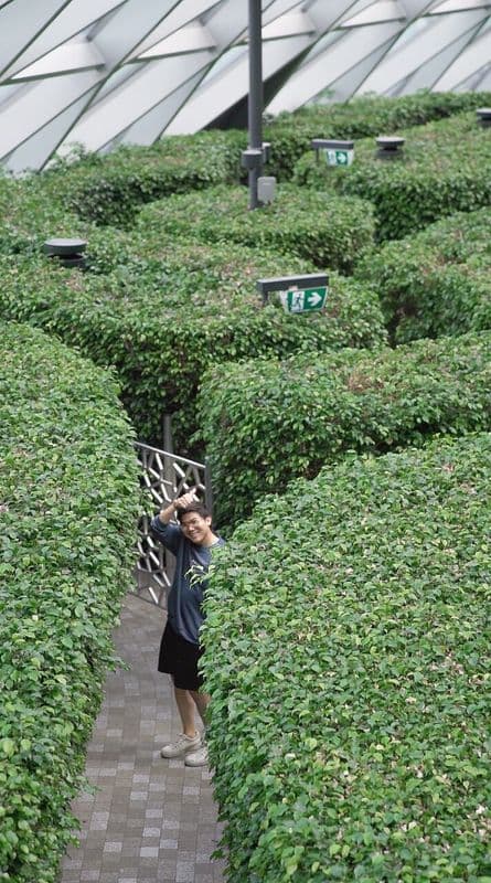 Hedge Maze