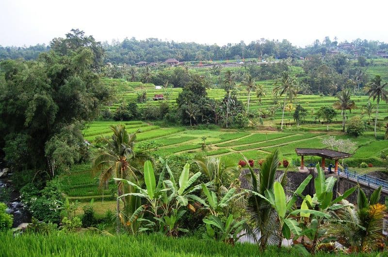 Jatiluwih Green Land