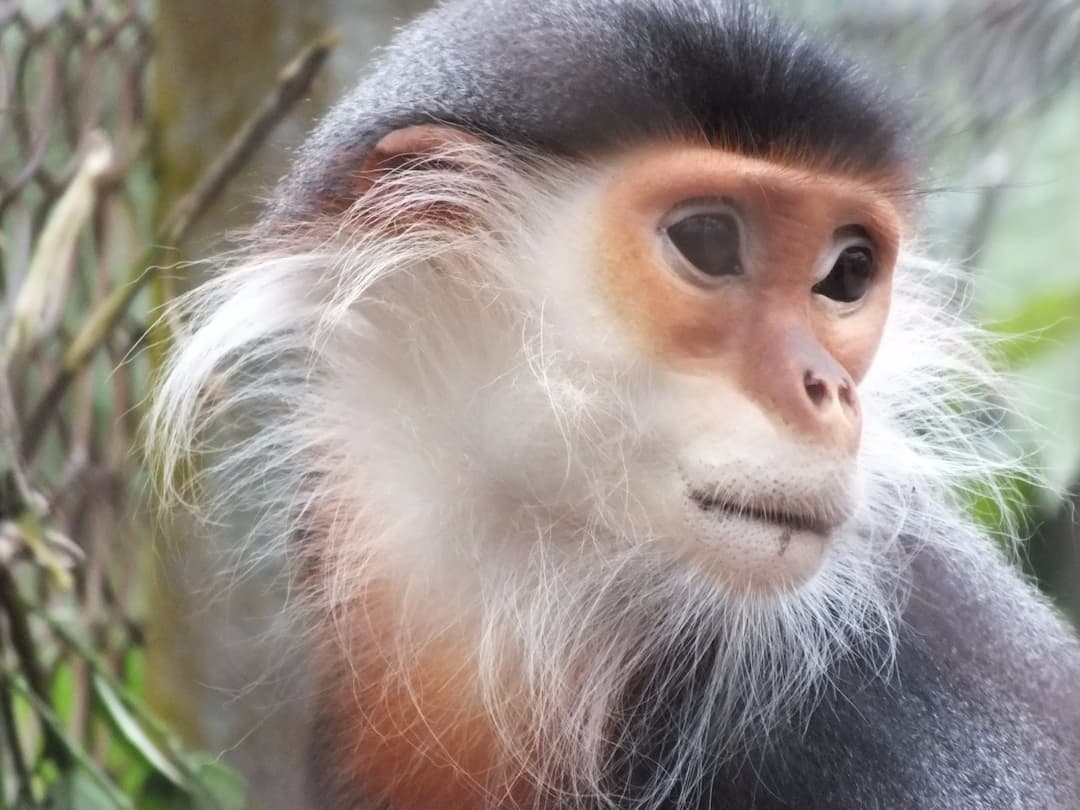 Endangered Primate Rescue Centre