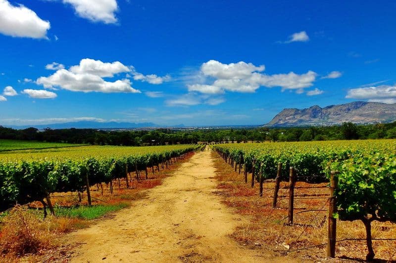 Groot Constantia