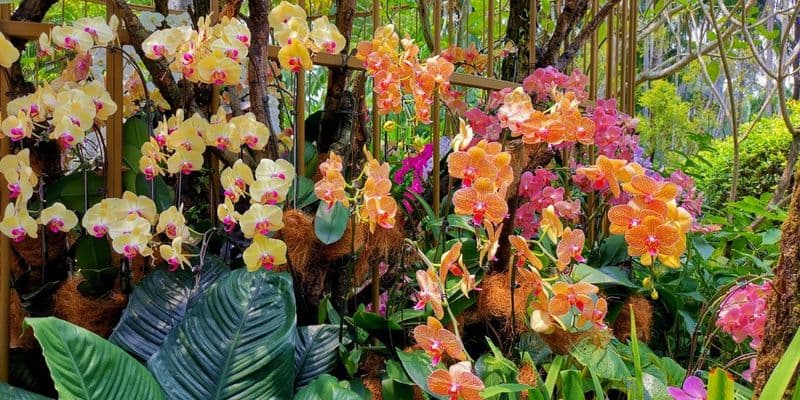 National Orchid Garden