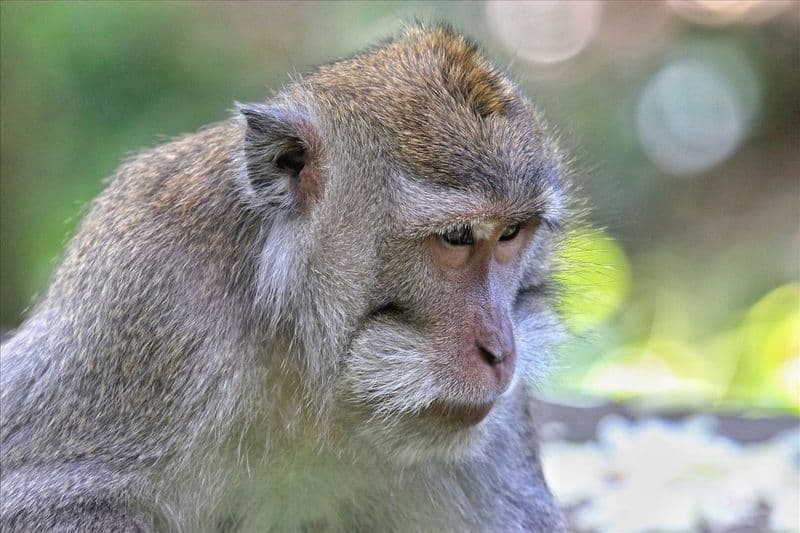 Sacred Monkey Forest Sanctuary