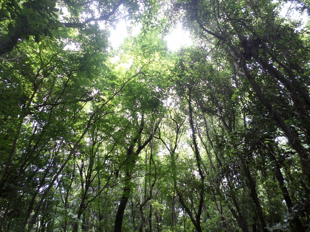 Hwansang Forest Gotjawal Garden