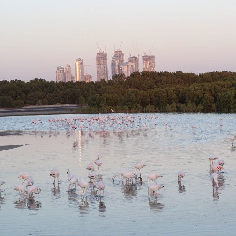 Ras Al Khor Wildlife Sanctuary