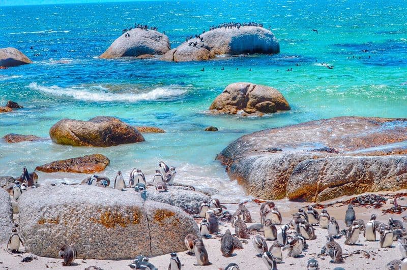 Boulders Beach Penguin Colony