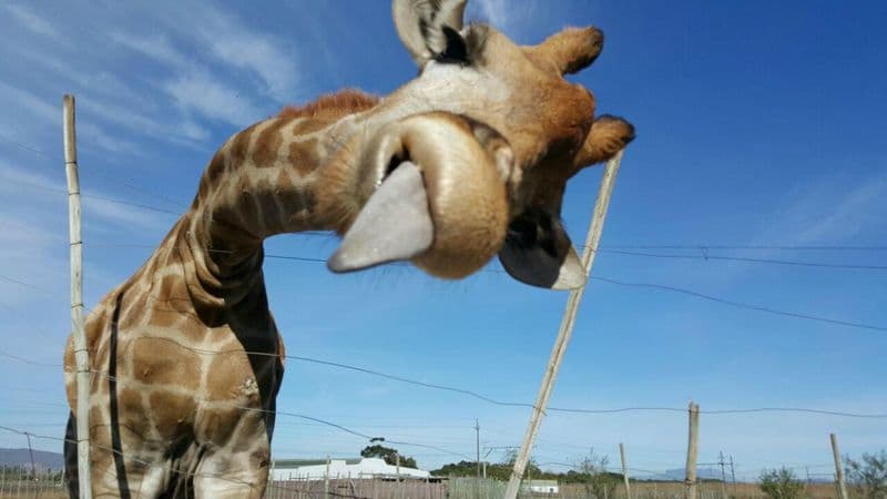 Giraffe House Wildlife Awareness Centre